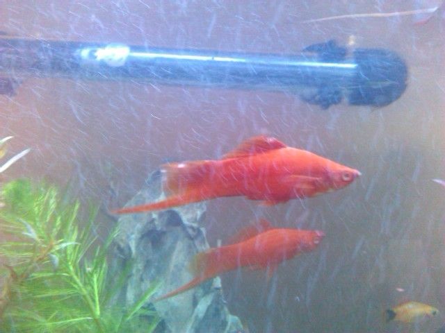 魚缸棉絮狀東西（魚缸中棉絮狀東西的出現可能由多種原因引起）