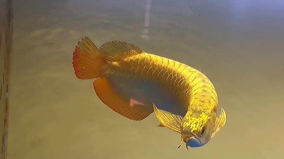 超血紅龍魚視頻播放