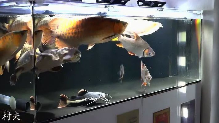 氧氣泵在魚缸中的作用：封閉式魚缸蓋在魚缸中的作用