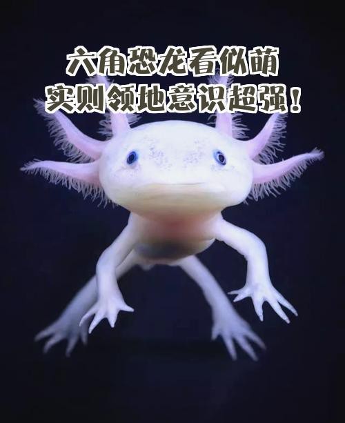 六角恐龍魚(yú)咬魚(yú)嗎