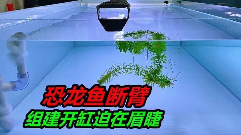 六角恐龍魚(yú)咬魚(yú)嗎