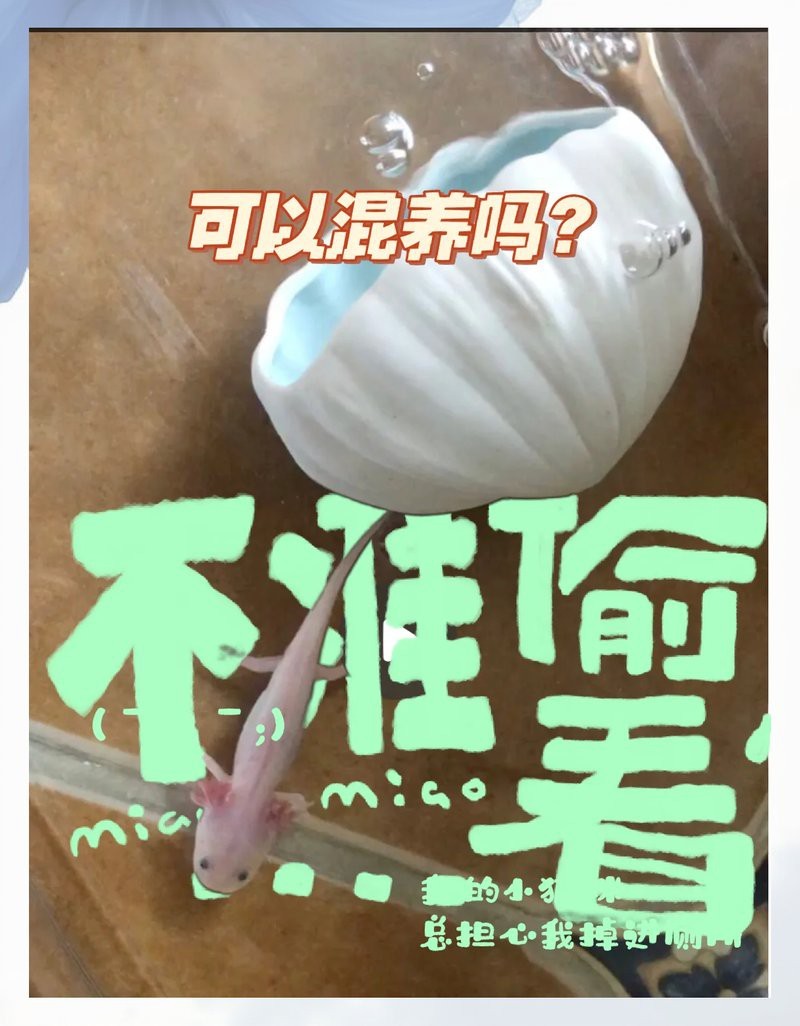 六角恐龍魚(yú)咬魚(yú)嗎