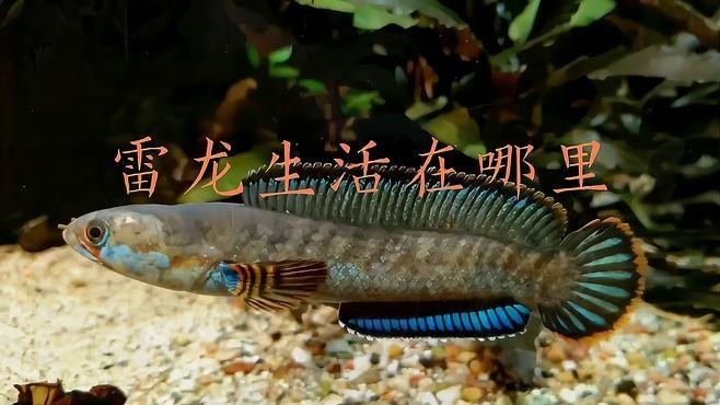 雷龍魚生活在什么地方