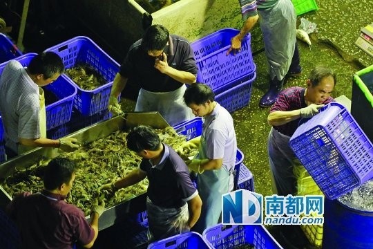 黃沙水產市場搬遷后，龍魚批發是否受影響？