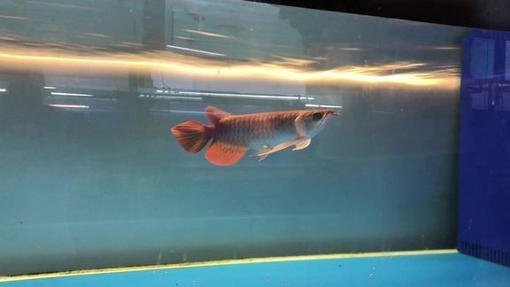 如何找到高清的龍魚冠軍視頻？