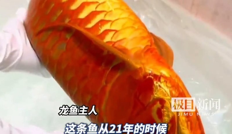 如何找到高清的龍魚冠軍視頻？