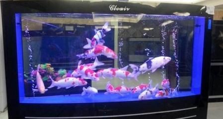 沈陽可麗愛魚缸地址電話是多少,沈陽寵物用品店推薦 魚缸百科 第1張 沈陽可麗愛魚缸地址電話是多少,沈陽寵物用品店推薦 沈陽可麗愛魚缸地址電話是多少,沈陽寵物用品店推薦 魚缸百科 第1張
