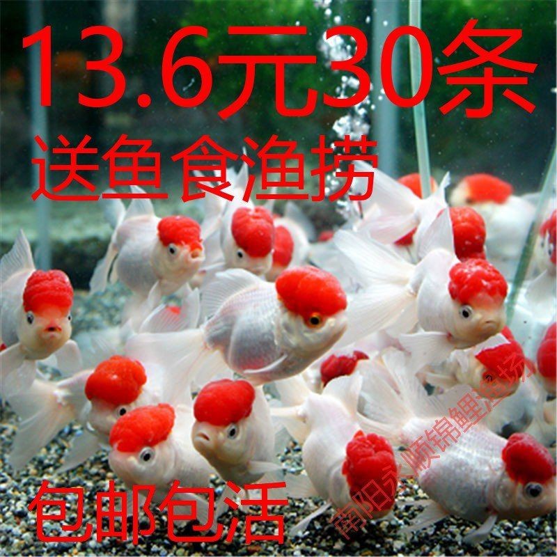 紅高頭金魚(yú)好養(yǎng)嗎