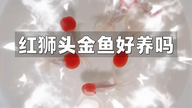 紅高頭金魚好養(yǎng)嗎