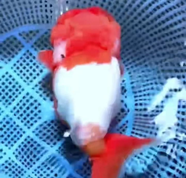 紅高頭金魚(yú)好養(yǎng)嗎