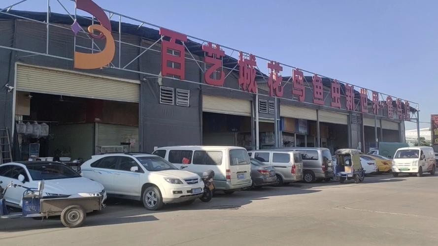 銀龍魚批發價格 銀龍魚批發價格 龍魚百科 第5張
