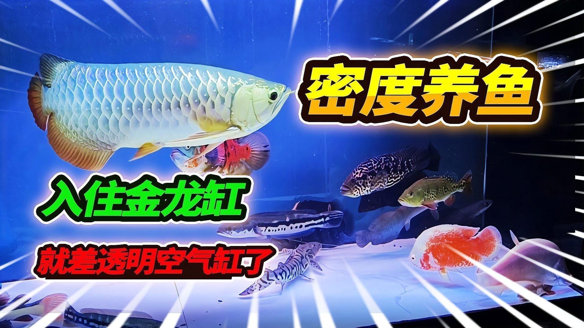 金龍魚過背需要多大的魚缸