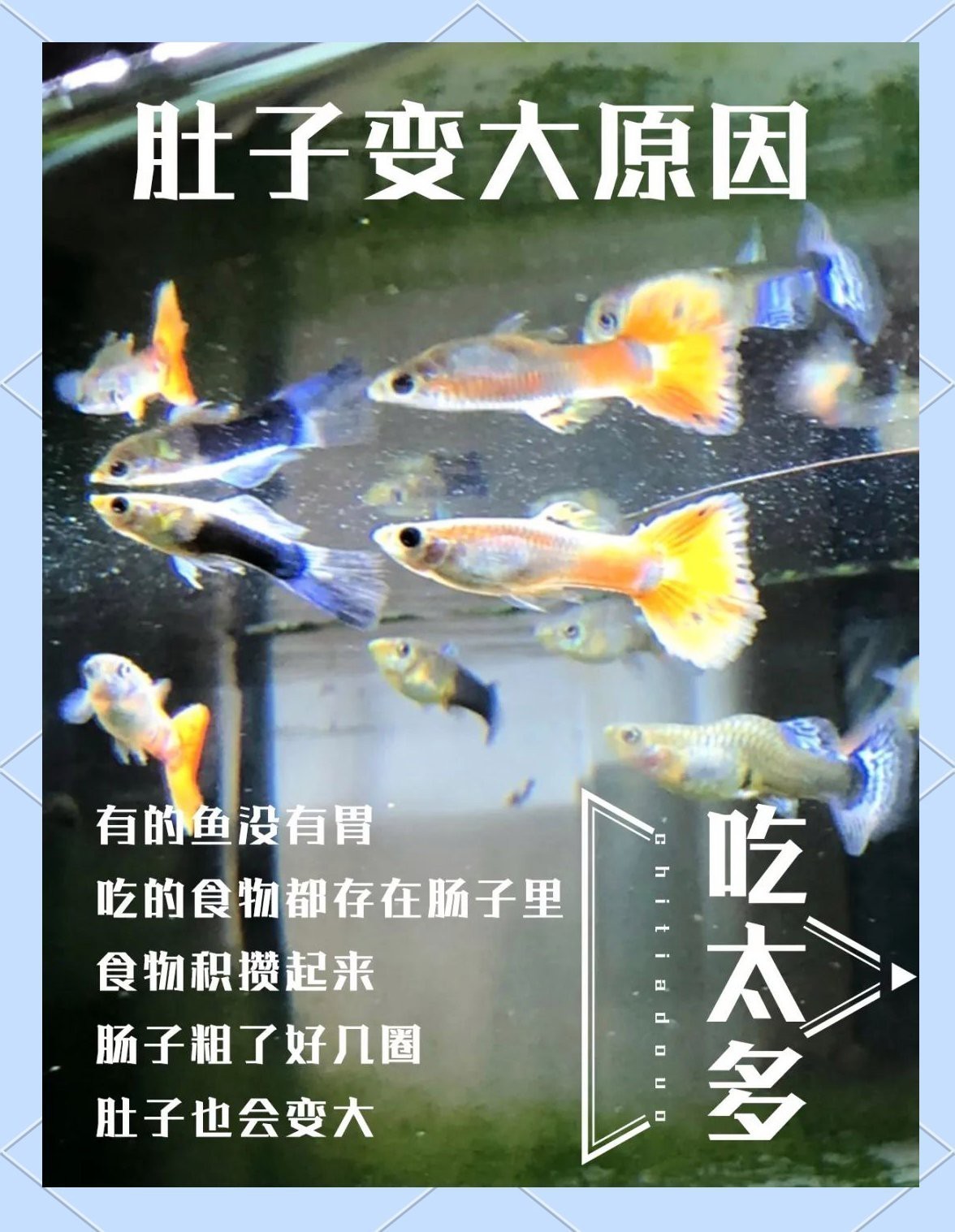 曼龍魚大肚子要警惕了