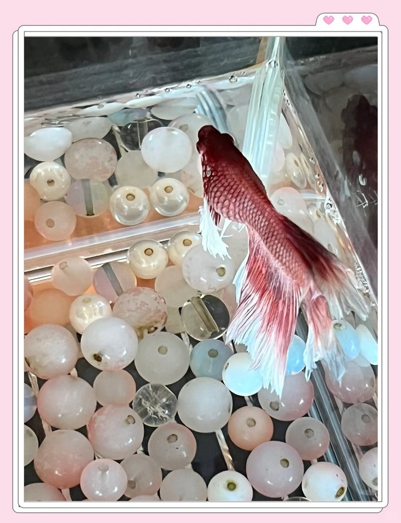 曼龍魚大肚子要警惕了