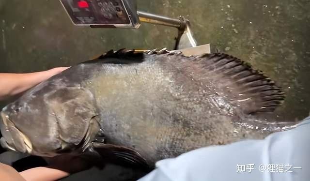 冠軍魚拍賣是如何操作的？