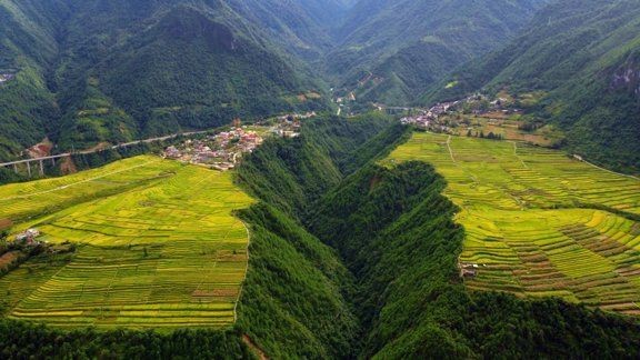 谷魚圖片真實大全