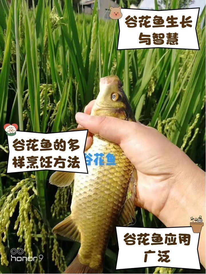 谷魚圖片真實大全