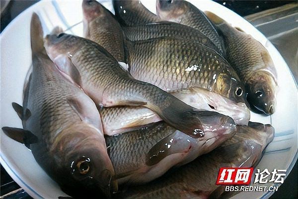 谷魚圖片真實大全