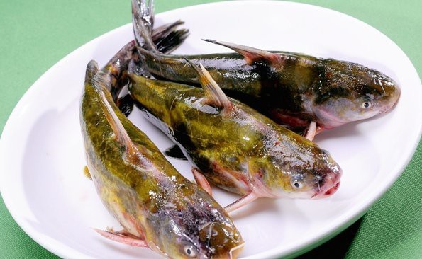 桂魚和鱸魚哪個好