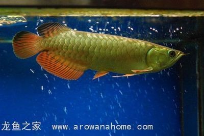 廣州龍魚之家網站官網：廣州龍魚之家官網app廣州龍魚之家官網app廣州龍魚之家