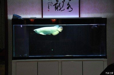 廣州龍魚之家網站官網：廣州龍魚之家官網app廣州龍魚之家官網app廣州龍魚之家