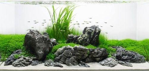 魚缸換水的誤區與真相：觀賞魚缸換水的誤區與真相