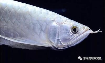 龍魚胸鰭長了個疙瘩（龍魚胸鰭長了個疙瘩可能是由多種原因引起的）