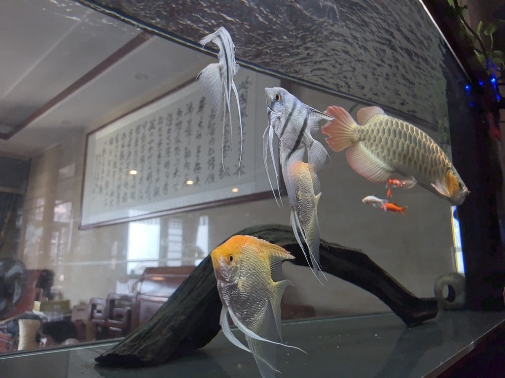 龍魚01官方正版有哪些<strong><mark>合作</mark></strong>商家，魚01官方正版有哪些<strong><mark>合作</mark></strong>商家？
