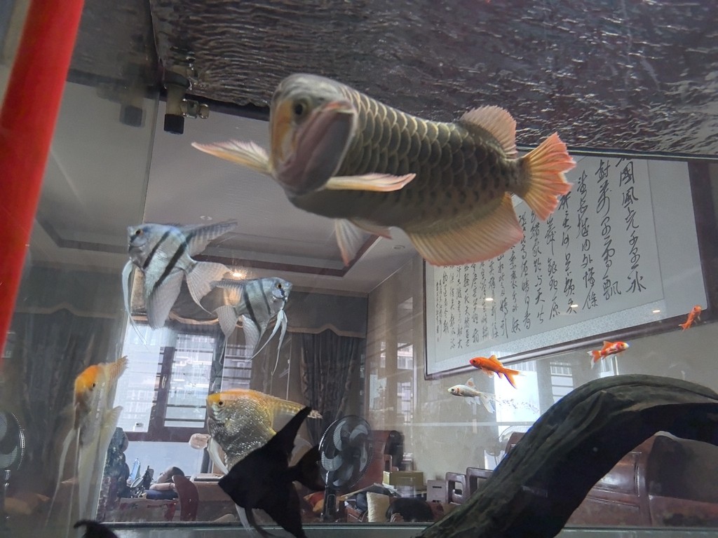 龍魚混養(yǎng)之神仙紅龍