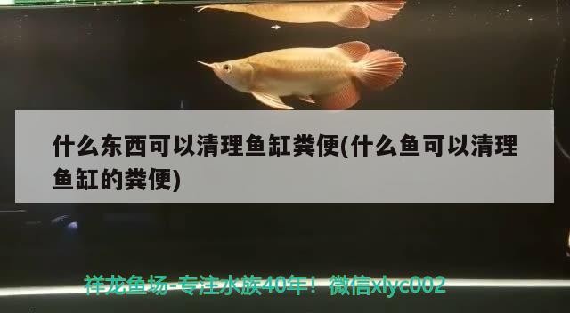 西充哪里有賣魚缸的店鋪地址（南充賣魚缸的地方在哪）