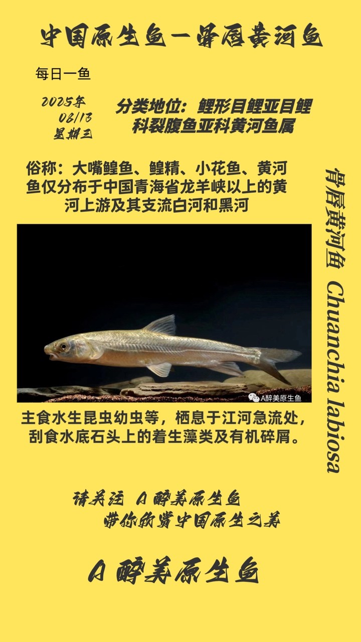 骨唇黃河魚