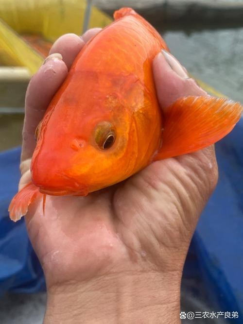 紅錦鯉魚圖片