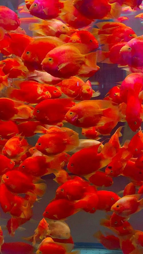 紅錦鯉魚圖片