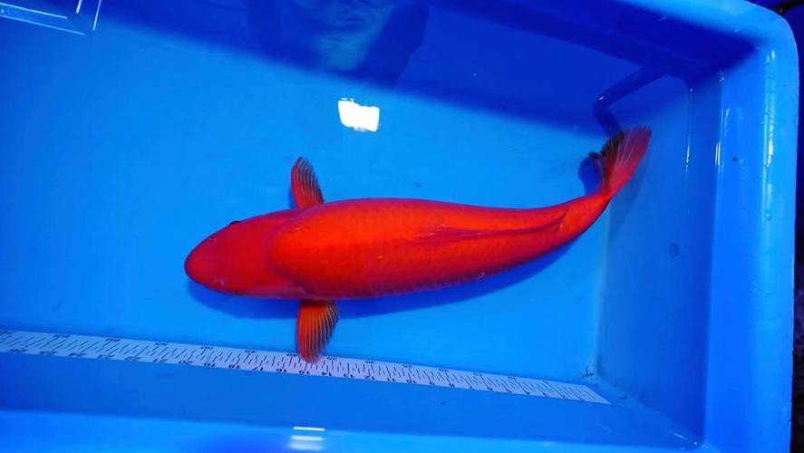 紅錦鯉魚圖片