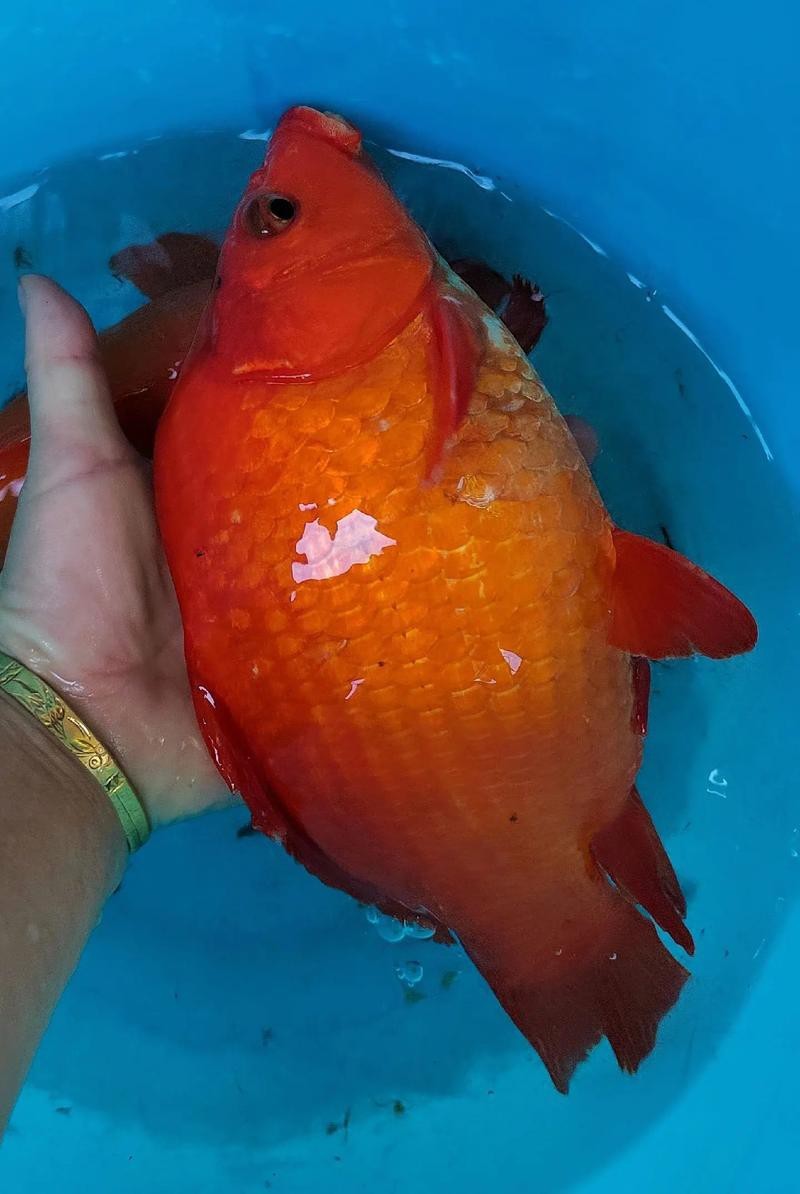 紅錦鯉魚圖片