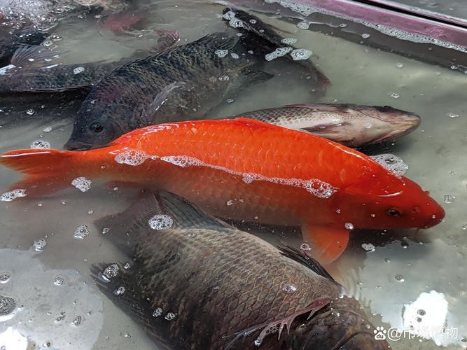 紅錦鯉魚圖片