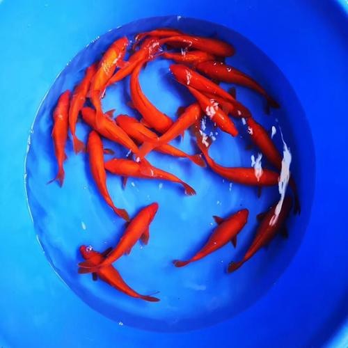 紅錦鯉魚圖片