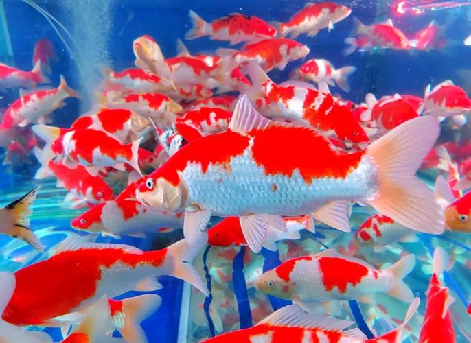 紅錦鯉魚圖片
