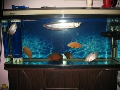 養(yǎng)銀龍魚(yú)需要的魚(yú)缸設(shè)備主要包括以下幾個(gè)方面以下幾個(gè)方面：養(yǎng)銀龍需要魚(yú)缸里的什么設(shè)備