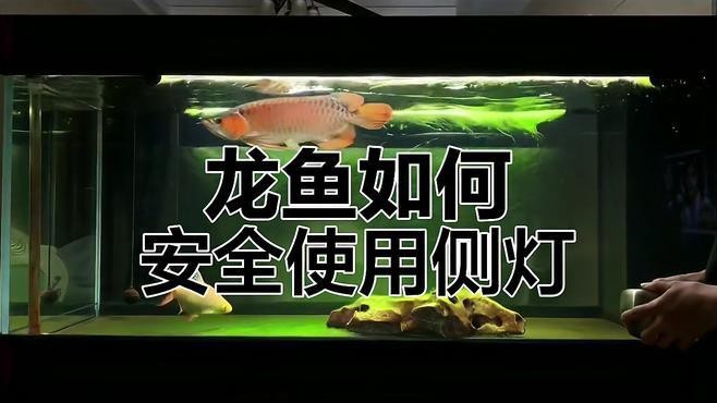 龍魚燈應(yīng)該多久換一次