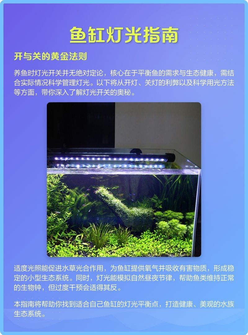 龍魚燈應該多久換一次