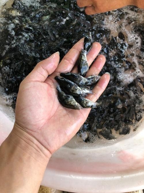能推薦幾張高殺氣的龍圖嗎？