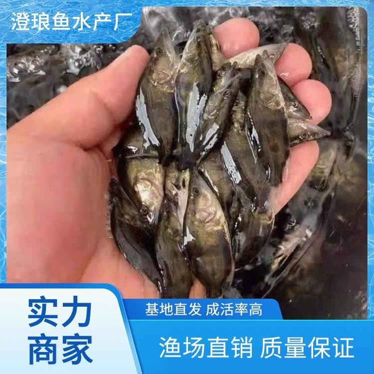 能推薦幾張高殺氣的龍圖嗎？