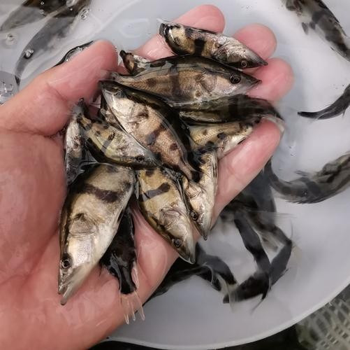 能推薦幾張高殺氣的龍圖嗎？