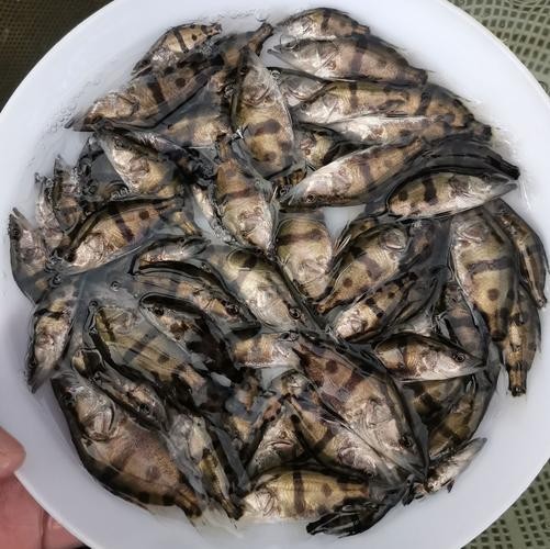 能推薦幾張高殺氣的龍圖嗎？