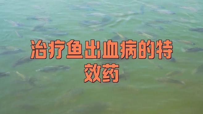 龍魚充血期間需要下什么藥？