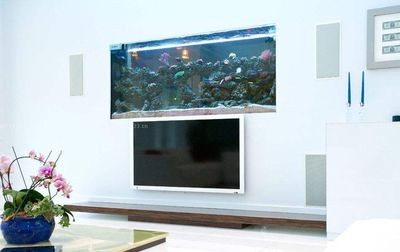 風水學中魚缸布局秘籍：風水學中的魚缸布局秘籍