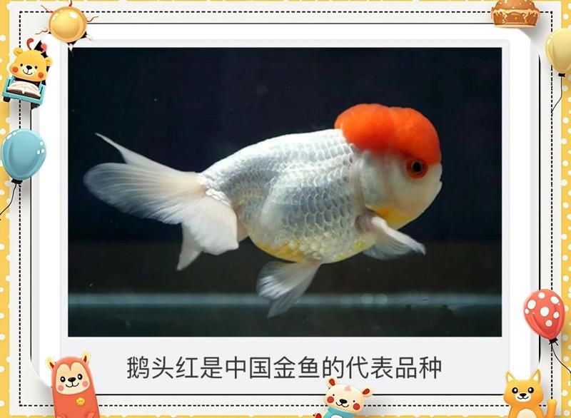 紅頭紅獅最不值錢(qián)的顏色 龍魚(yú)論壇 第5張 紅頭紅獅最不值錢(qián)的顏色 紅頭紅獅最不值錢(qián)的顏色 龍魚(yú)論壇 第5張