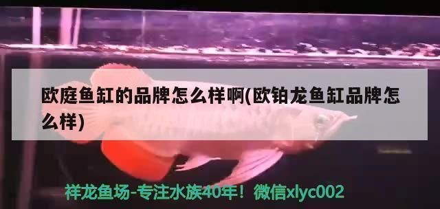 歐庭魚缸的品牌怎么樣：歐庭魚缸與其他品牌對比歐庭魚缸與其他品牌對比
