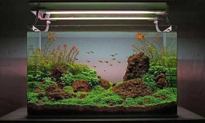 能否分享一些草缸造景視頻教程？